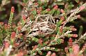 Pisaura_mirabilis_D3025_Z_84_NP De Hoge Veluwe_Nederland
